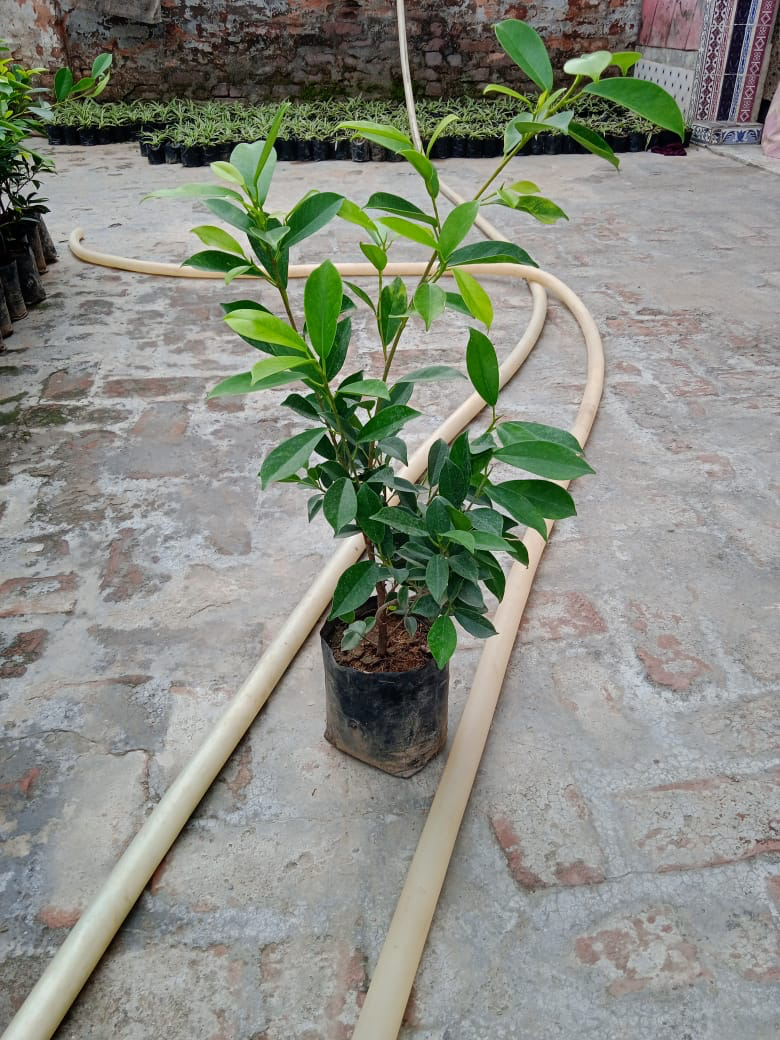 Healthy potted citrus plant