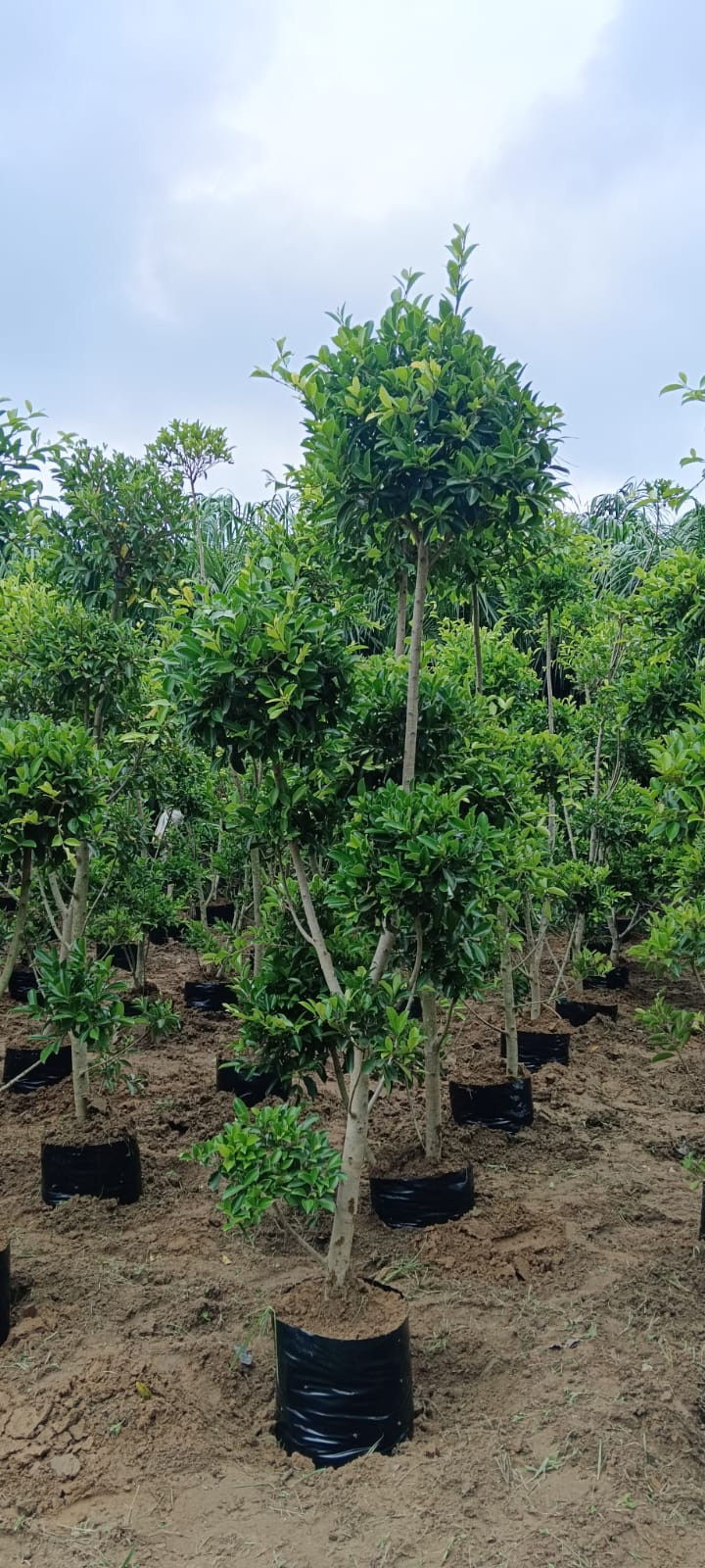 Premium nursery field