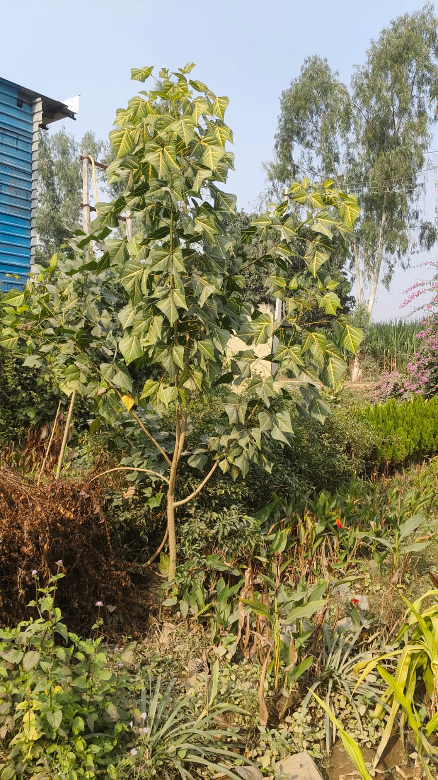 Tall ornamental tree in nursery