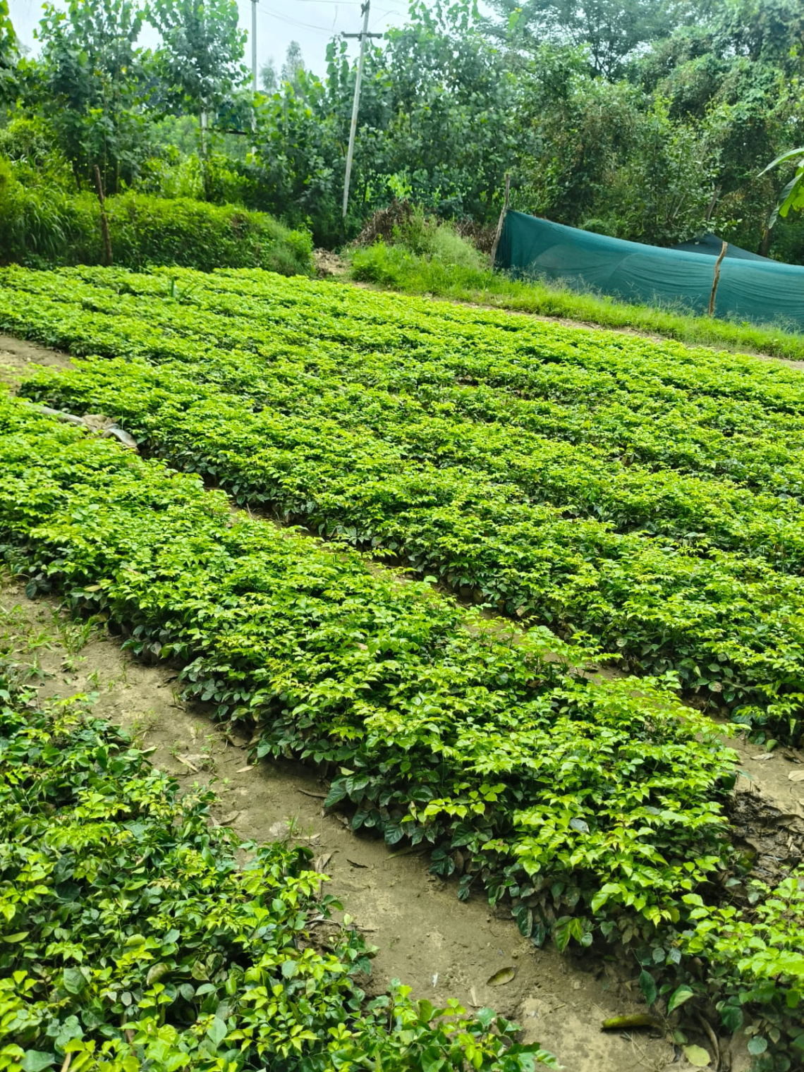 Vast bed of nursery seedlings